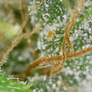 CL clone 10-2-24 trichs (3).jpg