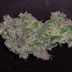 CL clone 10-2-24 scopee bud.JPG