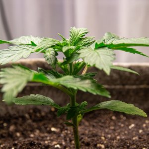 Somango auto 2 by Satdica Bulk Seeds from Freedom Of Seeds