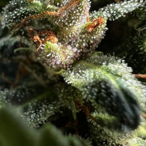 PurpleHazeTrichs9-29-2024.JPG