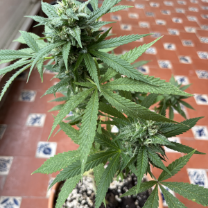 Amnesia Haze Bonsai