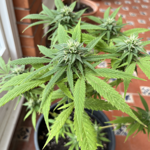 Amnesia Haze Clone