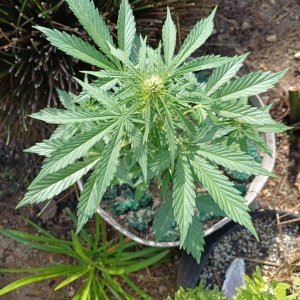 Somango auto by Satdica Bulk Seeds from Freedom Of Seeds