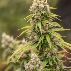 Gorilla Zkittlez Barney's Farm.jpg