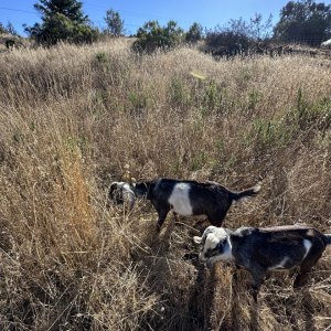 New grazing area