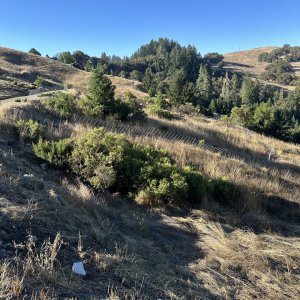 New grazing area