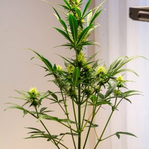 Cream Mandaring auto by Satdica Bulk Seeds from Freedom Of Seeds