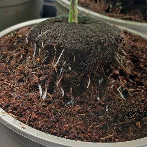 Blueberry Roots