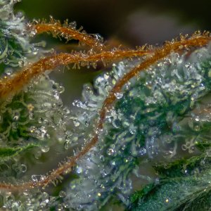 Partially dried bud Trichomes.jpg