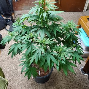 Granddaddy Purple 2wk bloom.jpg