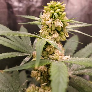 Ganja male flower head.jpg