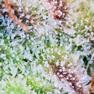 Trichome jungle