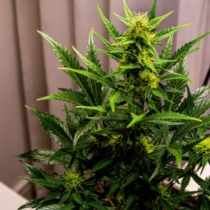 Cream Mandarin auto by Satdica Bulk Seeds from Freedom Of Seeds