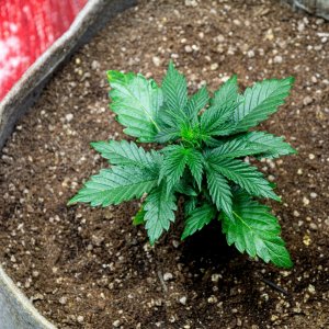 Somango auto 2  by Satdica Bulk Seeds from Freedom Of Seeds