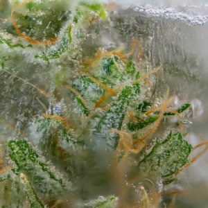 Trichomes frozen in Icenado.jpg