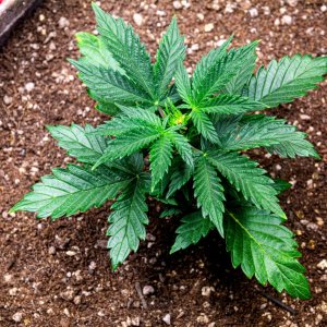 Somango auto 2 by Satdica Bulk Seeds from Freedom Of Seeds