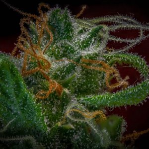 Trichomes Gorilla Zkittlez Barney's Farm.jpg