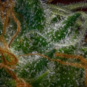 Trichomes Gorilla Zkittlez Barney's Farm.jpg