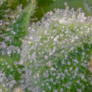 Trichomes Gorilla Zkittlez Barney's Farm.jpg