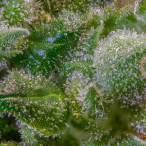 Trichomes Gorilla Zkittlez Barney's Farm.jpg