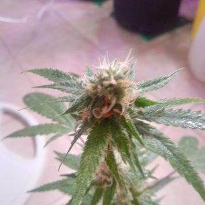 white Widow clone