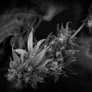 B&W Cannabis works.jpg