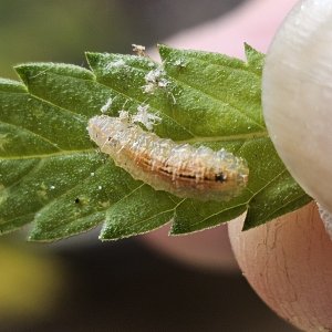 Beneficial larva