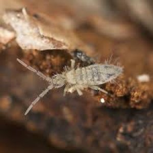 Springtail