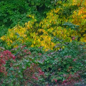 Burning Bush and Sassafras-1.jpg