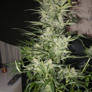 himalaya blue diesel auto flower