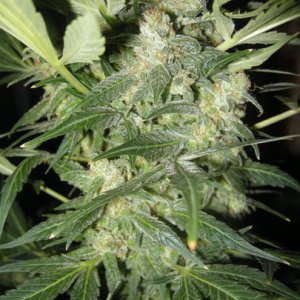 himalaya blue diesel auto flower