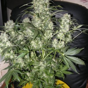 himalaya blue diesel auto