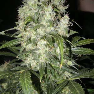 himalaya blue diesel auto flower