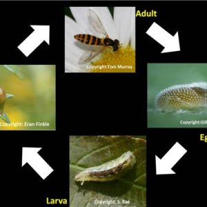 Hoverfly lifecycle