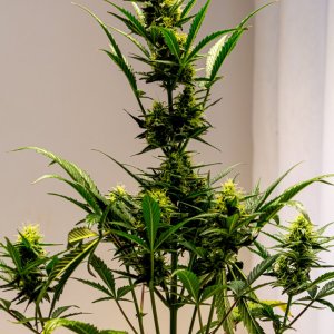 Cream Mandarin auto by Satdica Bulk Seeds from Freedom Of Seeds