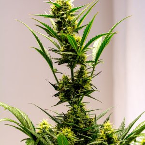 Cream Mandarin auto by Satdica Bulk Seeds from Freedom Of Seeds