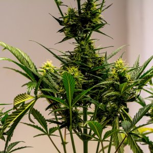 Cream Mandarin auto by Satdica Bulk Seeds from Freedom Of Seeds