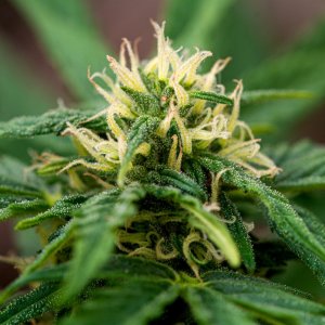 Somango auto by Satdica Bulk Seeds from Freedom Of Seeds