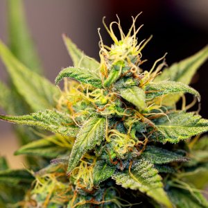 Cream Mandarin auto by  Satdica Bulk Seeds from Freedom Of Seeds