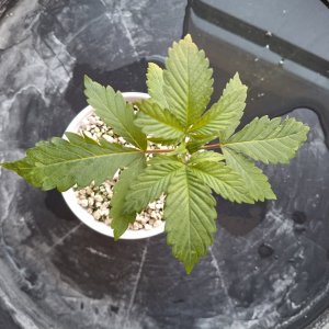 Pineapple Express (Peggy)-Day 19-f.jpg