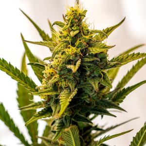 Cream Mandarin auto by Satdica Bulk Seeds from Freedom Of Seeds