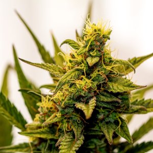 Cream Mandarin auto by Satdica Bulk Seeds from Freedom Of Seeds