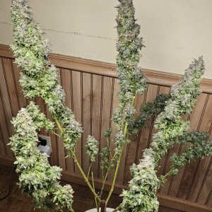 Unicorn kush