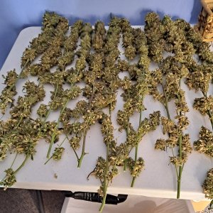 Purple Ghost Candy 08-17m Harvest day.jpg