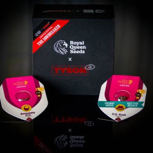 RQS x Tyson 2.0 Jawbreaker Strain Limited edition package.jpg