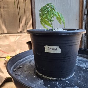 Super Silver Haze (Sasha)-Day 31-h (3).jpg