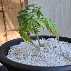 Super Silver Haze (Sasha)-Day 31-i.jpg