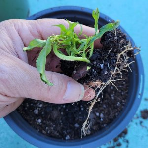 20241020_132236 peach sprout planting.jpg