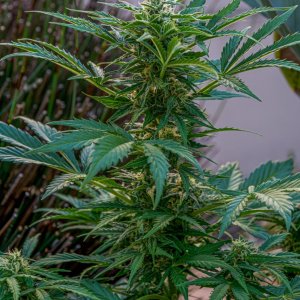 Somango auto by Satidica Bulk Seeds from Freedom Of Seeds