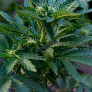 Somango auto 2 by Satdica Bulk Seeds from Freedom Of Seeds